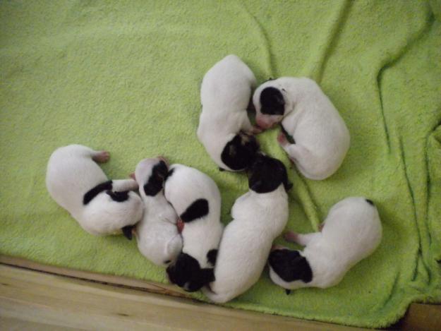 1286740802_122034289_1-Obrazky--Jack-Russel-Terier-1286740802